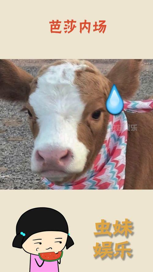 娱乐吃瓜酱网图